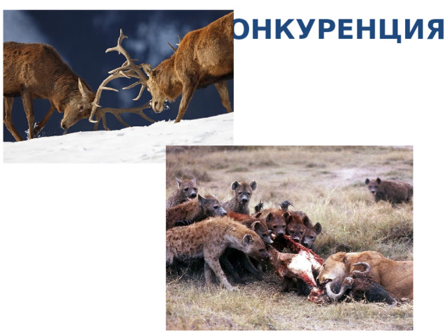 КОНКУРЕНЦИЯ 
