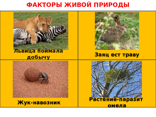 ФАКТОРЫ ЖИВОЙ ПРИРОДЫ Львица поймала добычу Заяц ест траву Жук-навозник Растение-паразит омела 