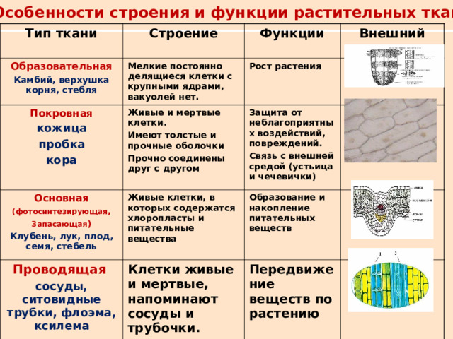 Функции ткани растений и животных. Ткани растений и их функции. Строение и функции растительных тканей. Виды тканей растений и их функции. Растительные ткани и их функции.