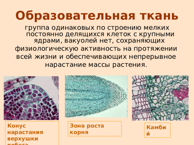 Состоит из постоянно делящихся клеток. Образовательная ткань растений. Образовательная ткань растений 6 класс. Характеристика образовательной ткани. Образовательная ткань камбий.