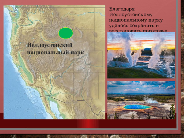 Благодаря Йеллоустонскому национальному парку удалось сохранить и восстановить поголовье бизонов 