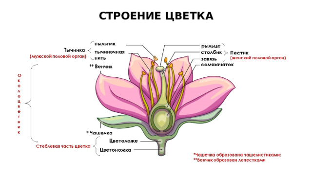 СТРОЕНИЕ ЦВЕТКА 