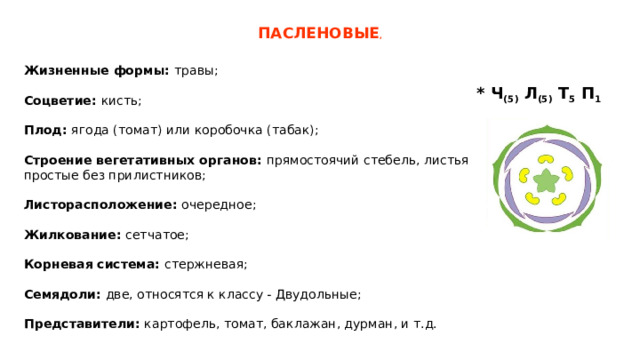  ПАСЛЕНОВЫЕ ,    Жизненные формы: травы; Соцветие: кисть; Плод: ягода (томат) или коробочка (табак); Строение вегетативных органов: прямостоячий стебель, листья простые без прилистников; Листорасположение: очередное; Жилкование: сетчатое; Корневая система: стержневая; Семядоли: две, относятся к классу - Двудольные; Представители: картофель, томат, баклажан, дурман, и т.д. * Ч (5) Л (5) Т 5 П 1 