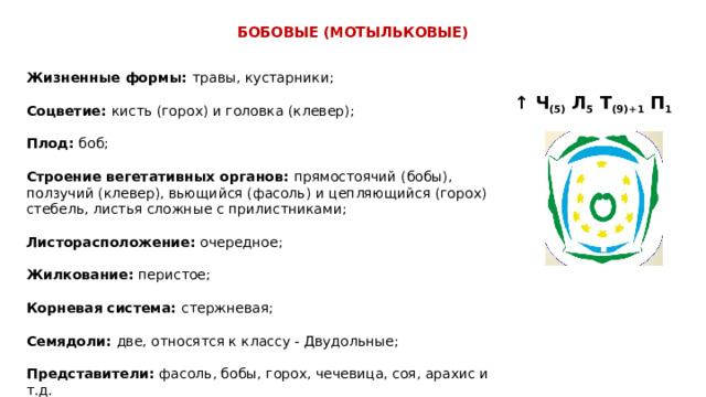  БОБОВЫЕ (МОТЫЛЬКОВЫЕ)  ,    Жизненные формы: травы, кустарники; Соцветие: кисть (горох) и головка (клевер); Плод: боб; Строение вегетативных органов: прямостоячий (бобы), ползучий (клевер), вьющийся (фасоль) и цепляющийся (горох) стебель, листья сложные с прилистниками; Листорасположение: очередное; Жилкование: перистое; Корневая система: стержневая; Семядоли: две, относятся к классу - Двудольные; Представители: фасоль, бобы, горох, чечевица, соя, арахис и т.д. ↑ Ч (5) Л 5 Т (9)+1 П 1 