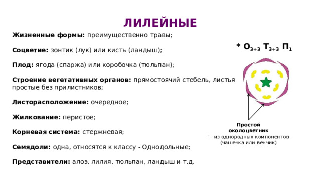  ЛИЛЕЙНЫЕ Жизненные формы: преимущественно  травы; Соцветие: зонтик (лук) или кисть (ландыш); Плод: ягода (спаржа) или коробочка (тюльпан); Строение вегетативных органов: прямостоячий стебель, листья простые без прилистников; Листорасположение: очередное; Жилкование: перистое; Корневая система: стержневая; Семядоли: одна, относятся к классу - Однодольные; Представители: алоэ, лилия, тюльпан, ландыш и т.д. * О 3+3 Т 3+3 П 1 Простой околоцветник из однородных компонентов (чашечка или венчик) 