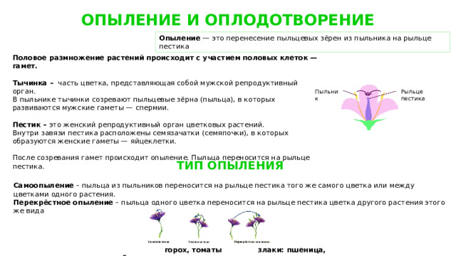 При самоопылении пыльца. Опыление и оплодотворение цветка. Части цветка участвующие в половом размножении. Части цветка которые участвуют в половом размножении. Какая часть растения участвует в половом размножении.