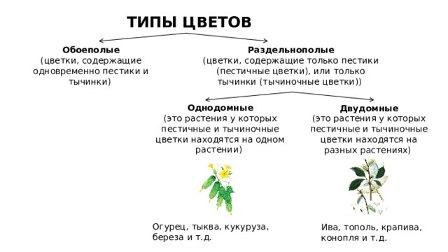 У тыквы тычиночные и пестичные цветки находятся