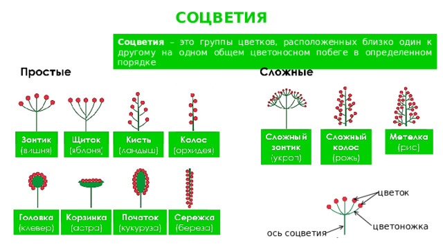 СОЦВЕТИЯ Соцветия – это группы цветков, расположенных близко один к другому на одном общем цветоносном побеге в определенном порядке цветок цветоножка ось соцветия 