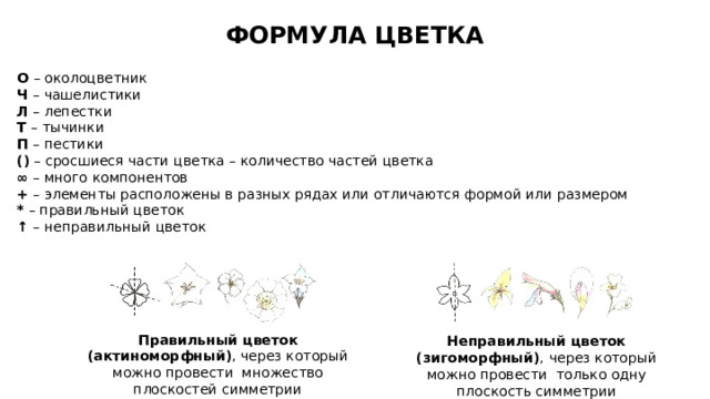 ФОРМУЛА ЦВЕТКА О – околоцветник Ч – чашелистики Л – лепестки Т – тычинки П – пестики () – сросшиеся части цветка – количество частей цветка ∞ – много компонентов + – элементы расположены в разных рядах или отличаются формой или размером * – правильный цветок ↑ – неправильный цветок Правильный цветок (актиноморфный) , через который можно провести множество плоскостей симметрии Неправильный цветок (зигоморфный) ,  через который можно провести только одну плоскость симметрии 