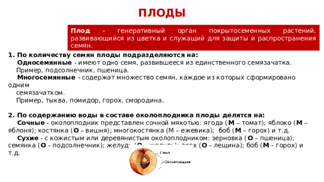 ПЛОДЫ Плод - генеративный орган покрытосеменных растений, развивающийся из цветка и служащий для защиты и распространения семян. 1. По количеству семян плоды подразделяются на:  Односемянные - имеют одно семя, развившееся из единственного семязачатка.  Пример, подсолнечник, пшеница.  Многосемянные - содержат множество семян, каждое из которых сформировано одним  семязачатком.  Пример, тыква, помидор, горох, смородина. 2. По содержанию воды в составе околоплодника плоды делятся на:  Сочные - околоплодник представлен сочной мякотью: ягода ( М – томат); яблоко ( М – яблоня); костянка ( О – вишня); многокостянка (М – ежевика); боб ( М – горох) и т.д.  Сухие - с кожистым или деревянистым околоплодником: зерновка ( О – пшеница); семянка ( О – подсолнечник); желудь ( О – желудь); орех ( О – лещина); боб ( М – горох) и т.д. 