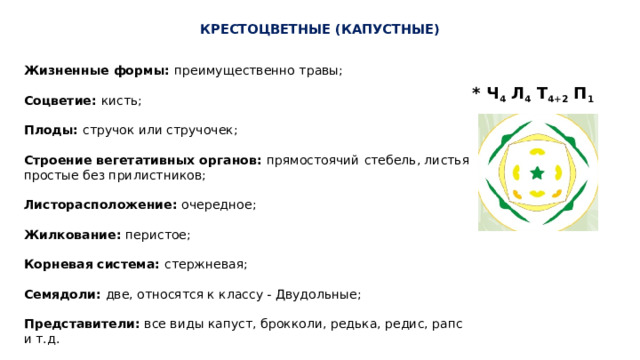  КРЕСТОЦВЕТНЫЕ (КАПУСТНЫЕ)  ,    Жизненные формы: преимущественно травы; Соцветие: кисть; Плоды: стручок или стручочек; Строение вегетативных органов: прямостоячий  стебель, листья простые без прилистников; Листорасположение: очередное; Жилкование: перистое; Корневая система: стержневая; Семядоли: две, относятся к классу - Двудольные; Представители: все виды капуст, брокколи, редька, редис, рапс и т.д. * Ч 4 Л 4 Т 4+2 П 1 