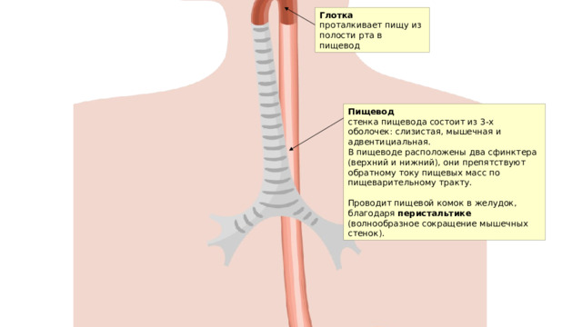 Глотка проталкивает пищу из полости рта в пищевод Пищевод стенка пищевода состоит из 3-х оболочек: слизистая, мышечная и адвентициальная. В пищеводе расположены два сфинктера (верхний и нижний), они препятствуют обратному току пищевых масс по пищеварительному тракту. Проводит пищевой комок в желудок, благодаря перистальтике (волнообразное сокращение мышечных стенок). 