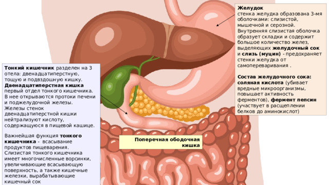 Желудок стенка желудка образована 3-мя оболочками: слизистой, мышечной и серозной. Внутренняя слизистая оболочка образует складки и содержит большое количество желез, выделяющих желудочный сок и слизь (муцин) - предохраняет стенки желудка от самопереваривания .  Состав желудочного сока: соляная кислота (убивает вредные микроорганизмы, повышает активность ферментов), фермент пепсин (участвует в расщеплении белков до аминокислот) Тонкий кишечник разделен на 3 отела: двенадцатиперстную, тощую и подвздошную кишку. Двенадцатиперстная кишка первый отдел тонкого кишечника. В нее открываются протоки печени и поджелудочной железы. Железы стенок двенадцатиперстной кишки нейтрализуют кислоту, содержащуюся в пищевой кашице. Важнейшая функция тонкого кишечника - всасывание продуктов пищеварения. Слизистая тонкого кишечника имеет многочисленные ворсинки, увеличивающие всасывающую поверхность, а также кишечные железки, вырабатывающие кишечный сок Поперечная ободочная кишка 