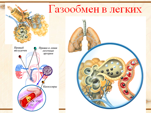 Через стенки осуществляется газообмен что это