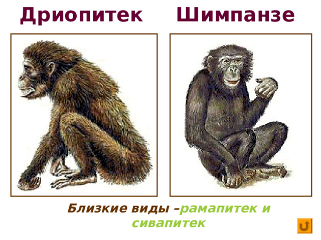 Дриопитек  Шимпанзе Близкие виды – рамапитек и сивапитек «обезьяны Рама и Шивы» 