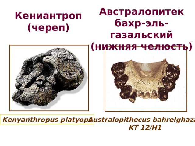 Австралопитек бахр-эль-газальский (нижняя челюсть) Кениантроп (череп) Kenyanthropus platyops Australopithecus bahrelghazali KT 12/H1 