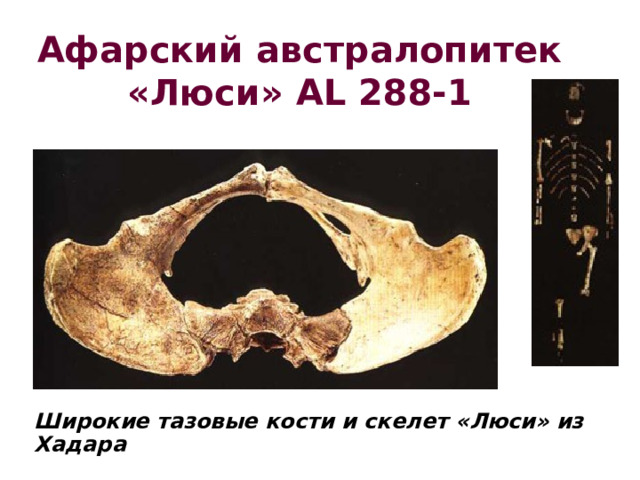 Афарский австралопитек «Люси» AL 288-1 Широкие тазовые кости и скелет «Люси» из Хадара 
