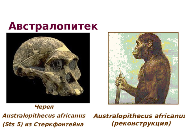  Австралопитек африканский    Череп Australopithecus africanus (Sts 5) из Стеркфонтейна Australopithecus africanus (реконструкция) 