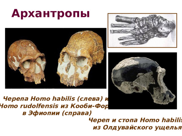 Архантропы  Черепа Homo habilis (слева) и Homo rudolfensis из Кооби-Фора в Эфиопии (справа)   Череп и стопа Homo habilis из Олдувайского ущелья 