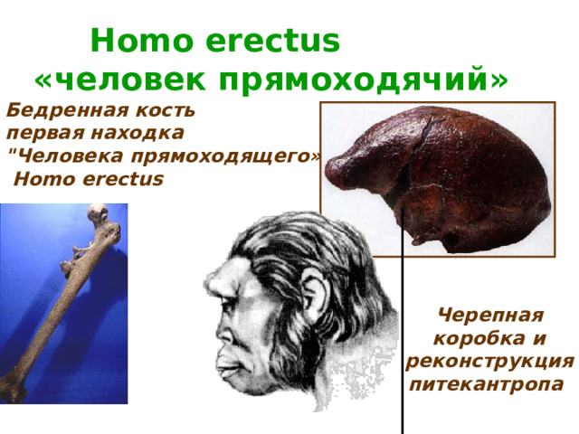 Homo erectus «человек прямоходячий» Бедренная кость первая находка 