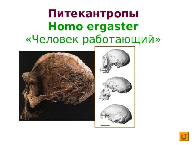 Питекантропы  Homo ergaster  «Человек работающий»  