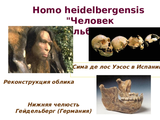 Homo heidelbergensis  