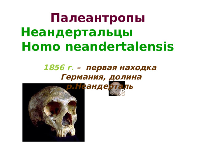 Палеантропы   Неандертальцы Homo neandertalensis 1856 г.  – первая находка  Германия, долина р.Неандерталь Реконструкция 