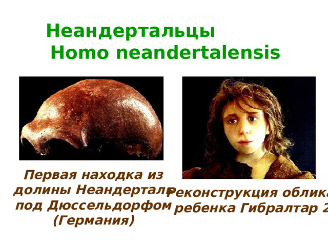 Неандертальцы Homo neandertalensis Первая находка из долины Неандерталь под Дюссельдорфом (Германия) Реконструкция облика  ребенка Гибралтар 2   