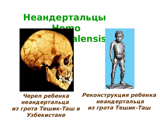 Неандертальцы  Homo neandertalensis Реконструкция ребенка неандертальца из грота Тешик-Таш  Череп ребенка неандертальца из грота Тешик-Таш в Узбекистане   