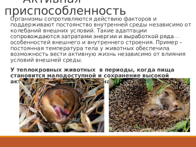 Приспособленность организмов к действию факторов среды кратко. Виды адаптации организмов. Ксилофаги насекомые. Приспособленность результат действия факторов эволюции. Формы приспособленности организмов к условиям среды таблица.