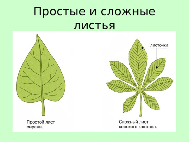 Простые и сложные листья 