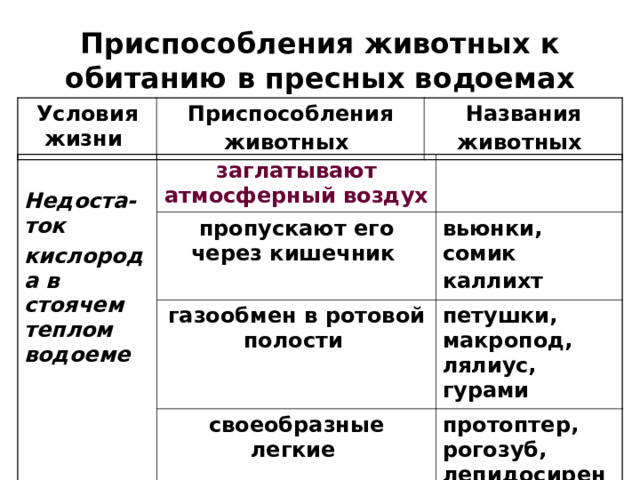 Приспособления животных к обитанию в пресных водоемах Условия жизни Приспособления животных  Названия животных   Недоста-ток кислорода в стоячем теплом водоеме  заглатывают атмосферный воздух  пропускают его через кишечник  газообмен в ротовой полости  вьюнки, сомик каллихт  петушки, макропод, лялиус, гурами  своеобразные легкие  протоптер, рогозуб, лепидосирена  