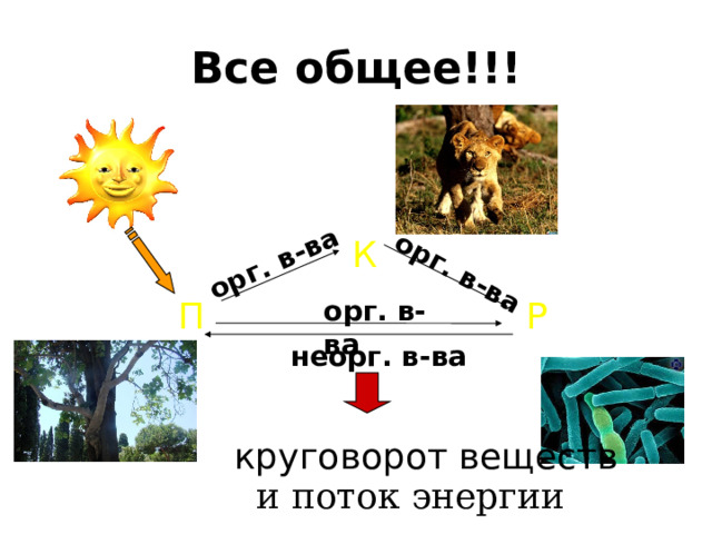 орг. в-ва орг. в-ва Все общее!!! К орг. в-ва П Р неорг. в-ва круговорот веществ и поток энергии 