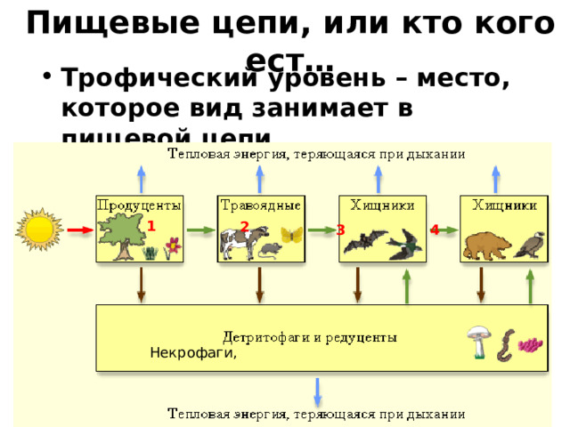 Пищевые цепи, или кто кого ест… Трофический уровень – место, которое вид занимает в пищевой цепи 1 2 3 4 Некрофаги, 
