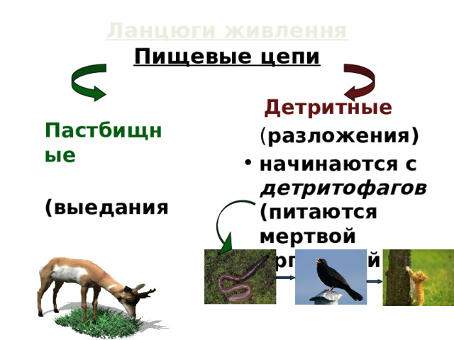 Ланцюги живлення  Пищевые цепи  Пастбищные   (выедания) начинаются продуцентами:   трава   Детритные  ( разложения) начинаются с детритофагов (питаются мертвой органикой):  