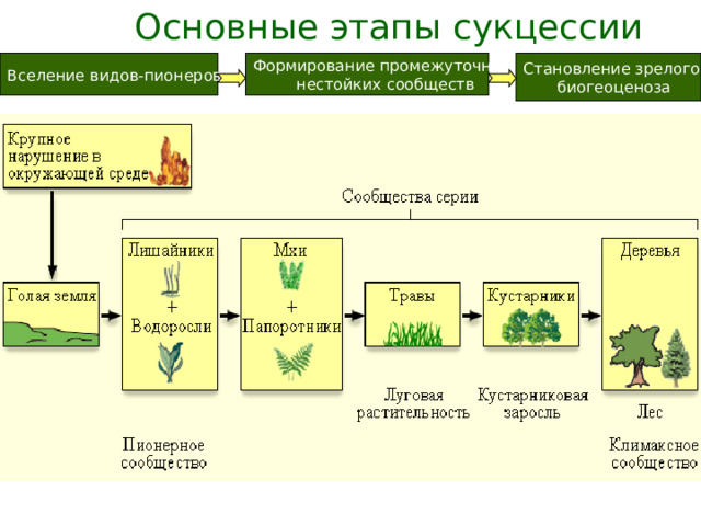 Основные этапы сукцессии Вселение видов-пионеров Формирование промежуточных Становление зрелого нестойких сообществ биогеоценоза 