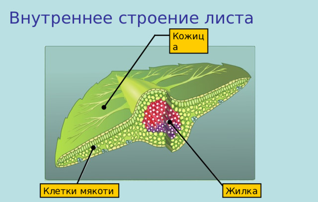 Функция внутреннего строения листа