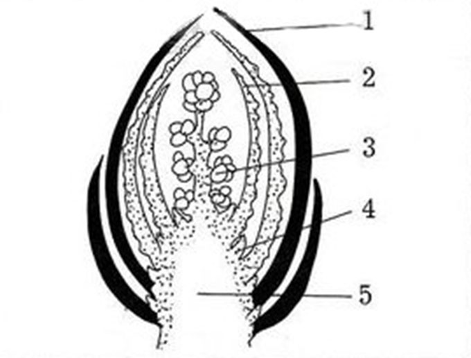 На рисунке изображено строение вегетативной и генеративной почек под цифрой 4 изображено