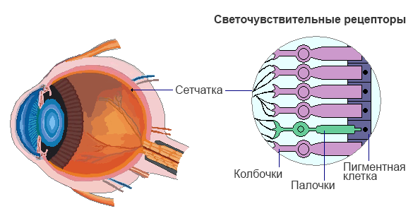 Как выглядит сетчатка глаза человека
