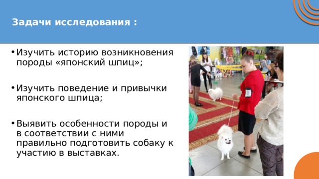 Задачи исследования :   Изучить историю возникновения породы «японский шпиц»; Изучить поведение и привычки японского шпица; Выявить особенности породы и в соответствии с ними правильно подготовить собаку к участию в выставках. 