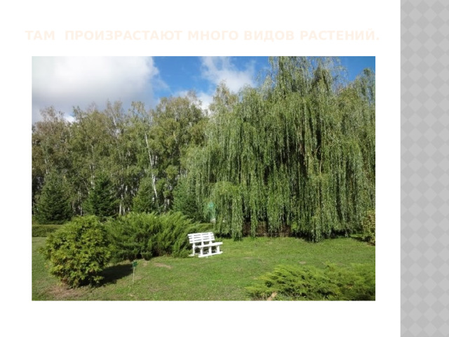 Там произрастают много видов растений. 