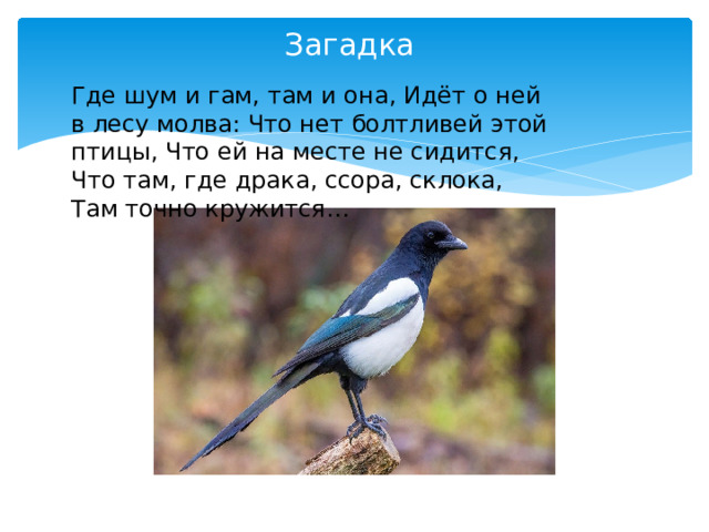 Загадка Где шум и гам, там и она, Идёт о ней в лесу молва: Что нет болтливей этой птицы, Что ей на месте не сидится, Что там, где драка, ссора, склока, Там точно кружится…    