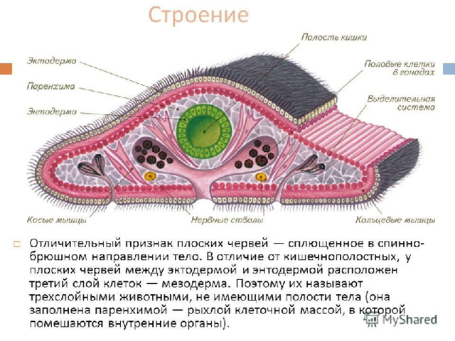 Строение плоских червей 8 класс биология