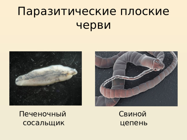 Паразитические плоские черви Печеночный Свиной сосальщик цепень 
