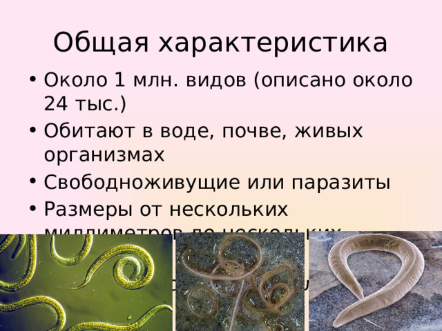 Общая характеристика Около 1 млн. видов (описано около 24 тыс.) Обитают в воде, почве, живых организмах Свободноживущие или паразиты Размеры от нескольких миллиметров до нескольких метров Произошли от древних плоских червей 