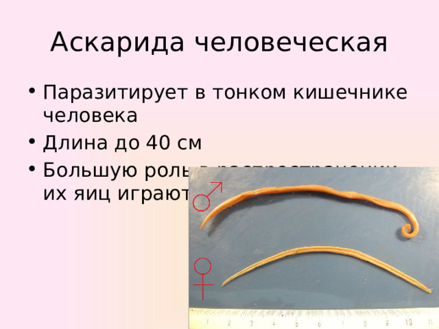 Аскарида человеческая Паразитирует в тонком кишечнике человека Длина до 40 см Большую роль в распространении их яиц играют мухи 