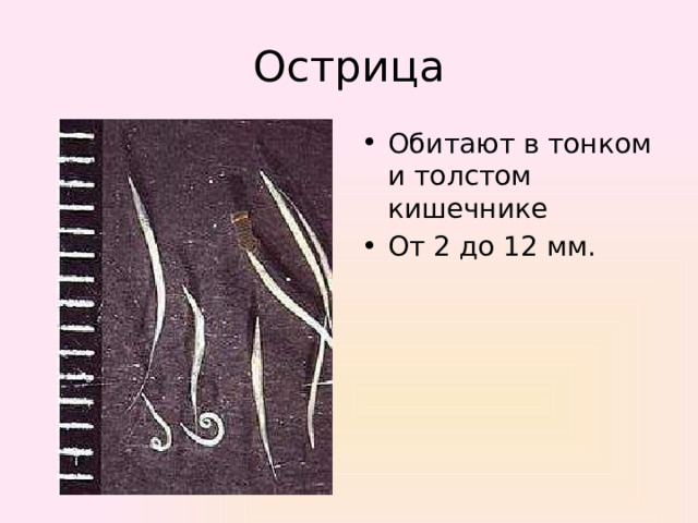 Острица Обитают в тонком и толстом кишечнике От 2 до 12 мм. 