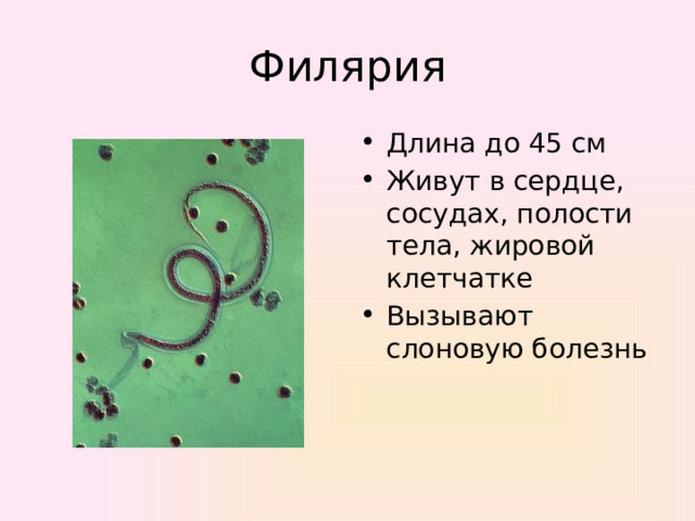 Филярия Длина до 45 см Живут в сердце, сосудах, полости тела, жировой клетчатке Вызывают слоновую болезнь 