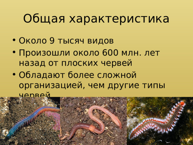 Общая характеристика Около 9 тысяч видов Произошли около 600 млн. лет назад от плоских червей Обладают более сложной организацией, чем другие типы червей 