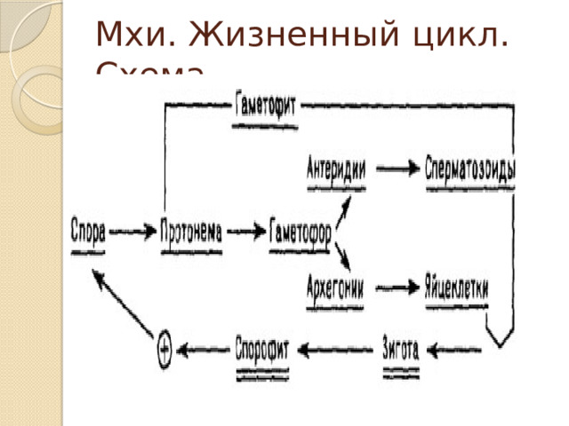 Мхи. Жизненный цикл. Схема 